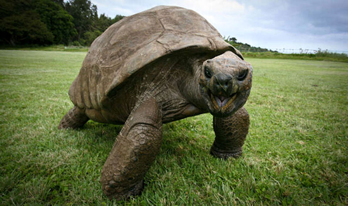 لاک‌پشت ۱۸۸ ساله؛ سالخورده‌ترین حیوان روی خشکی