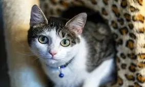 گربه‌ای در ژاپن لقب رئیس پلیس به خود گرفت!/ ویدئو