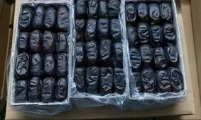 افزایش ۳ برابری قیمت خرمای پیارم در ۲ سال