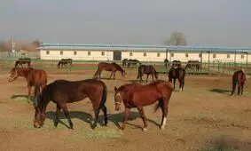 پرورش اسب، صنعتی درآمدزا در سبزوار
