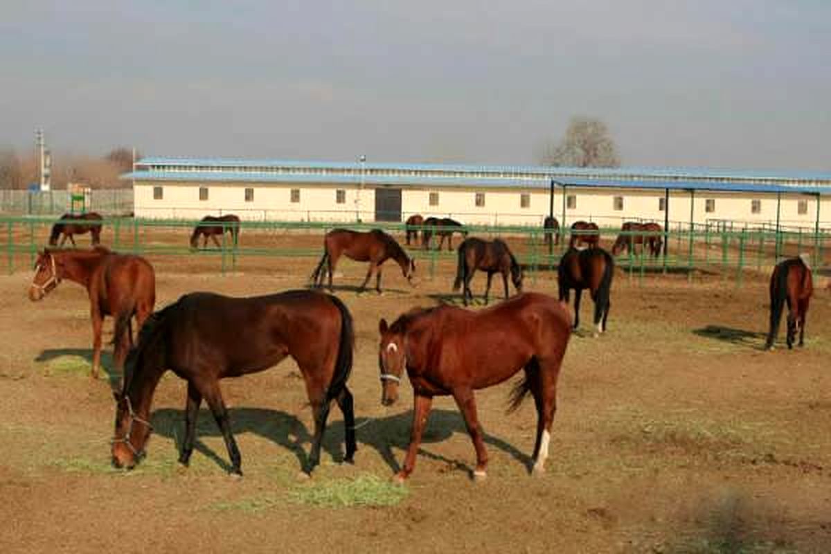 پرورش اسب، صنعتی درآمدزا در سبزوار