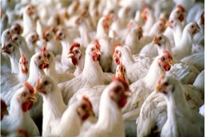 950 قطعه مرغ زنده قاچاق در گیلانغرب کشف شد