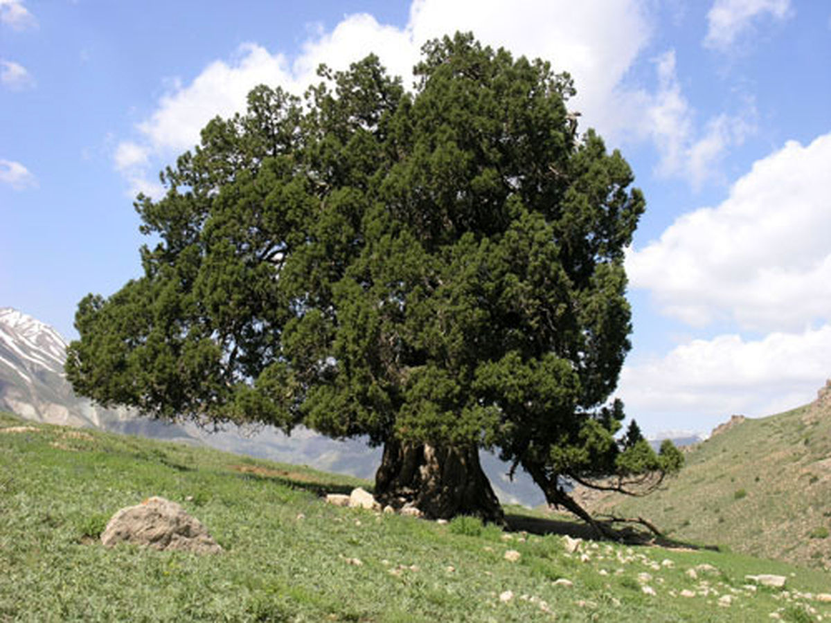 سرو ۲۷۰۰ ساله البرز شکست