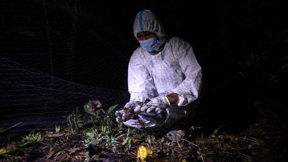 کرونا دانشمندان فیلیپینی را شکارچی خفاش کرد/ تصاویر