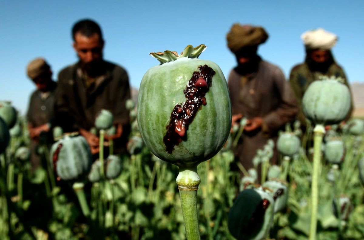 استفاده از شیره تریاک برای درمان کرونا مفید است؟/ پاسخ دکتر طبرسی