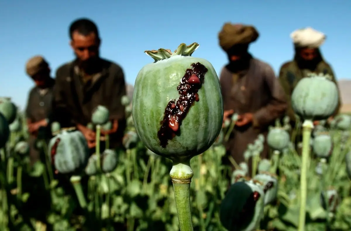 استفاده از شیره تریاک برای درمان کرونا مفید است؟/ پاسخ دکتر طبرسی