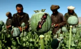 استفاده از شیره تریاک برای درمان کرونا مفید است؟/ پاسخ دکتر طبرسی