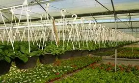 ۲۰ سال از کلنگ‌زنی گلخانه‌ روستای مورت چوار می‌گذرد/ این طرح هم به جمع پروژه‌های بلاتکلیف ایلام پیوست