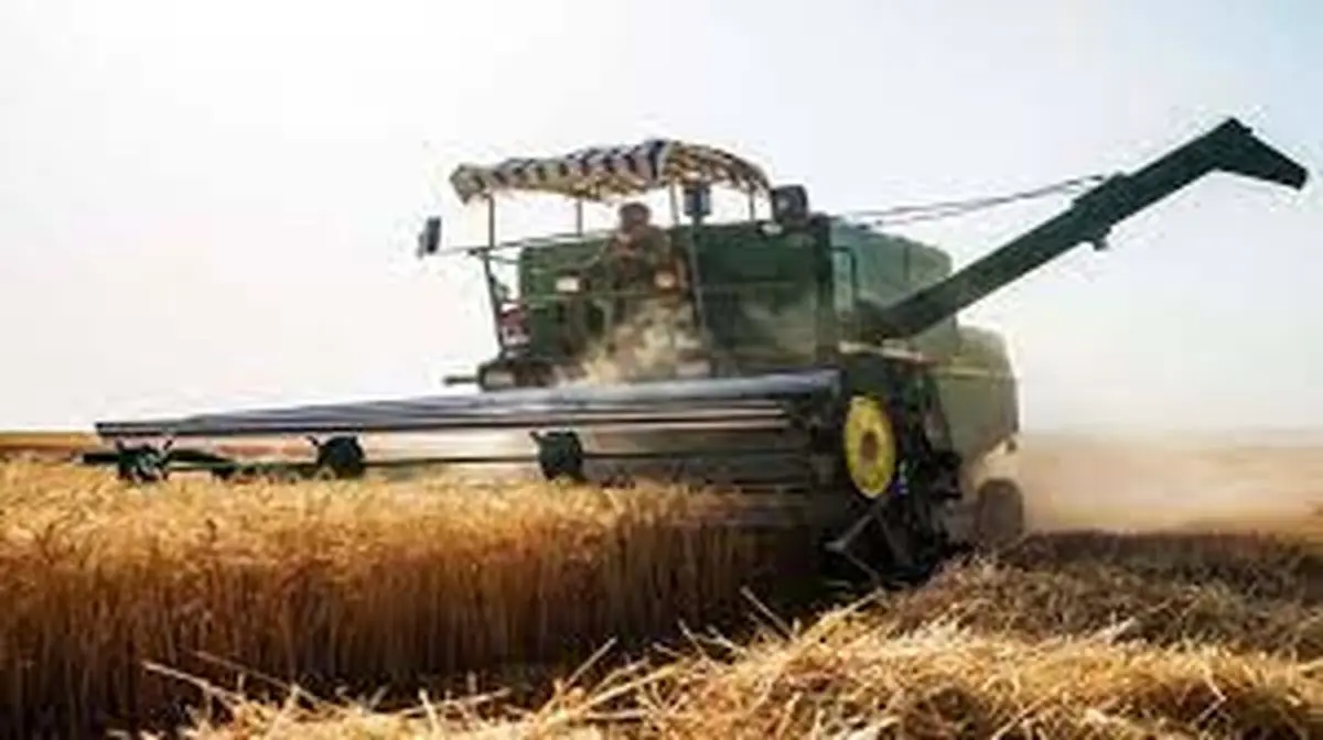 برداشت گندم از مزارع لارستان آغاز شد