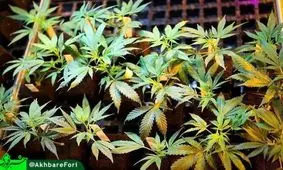 مصرف لاکچری/ 3.5 کیلو گل برای مصرف شخصی