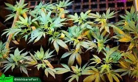 مصرف لاکچری/ 3.5 کیلو گل برای مصرف شخصی