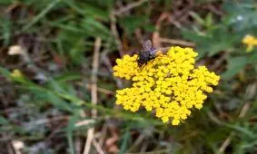 قهرمانان پنهان، نجات‌دهنده طبیعت