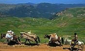 افزایش خطر شیوع کرونا با کوچ عشایر