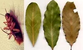 چگونه سوسک را از خانه دور کنیم؟