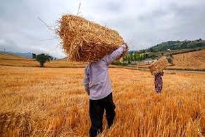قیمت خرید تضمینی گندم باید افزایش یابد، افزایش ۲۵ درصدی قیمت گندم به صرفه نیست