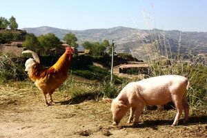 ایجاد مرغ و خوک با کمک قیچی ژنتیکی