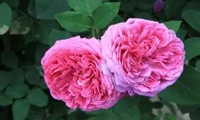 قیمت مصوب خرید گل محمدی در کاشان مشخص شد