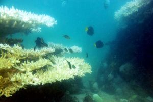 ۳ راهکار برای جلوگیری از مرگ آبزیان و مرجان‌ها