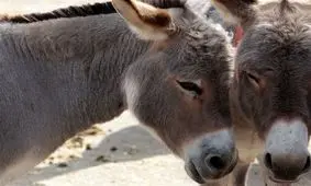 تصویری جالب از سند الاغ در قدیم