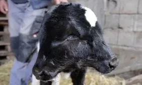 تولد یک گوساله با ۲ سر!/ ویدئو