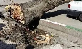 باد شدید در تهران این بلا را سر پراید آورد/ عکس