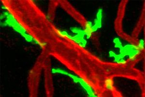 کشف قابلیت جدید سلول‌های ایمنی در ترمیم بافت‌های آسیب‌دیده