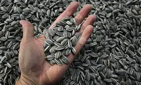 تخمه به جمع تنقلات لوکس پیوست