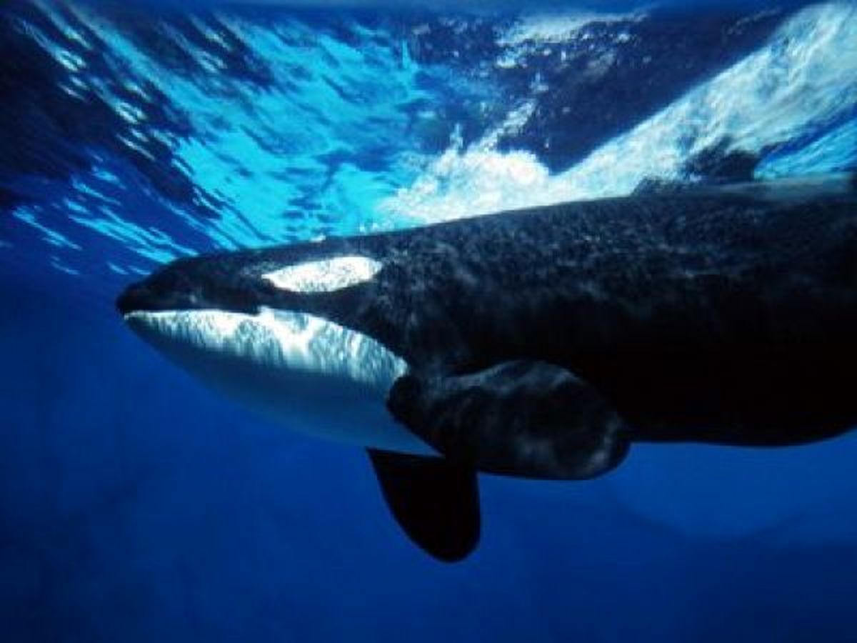 نهنگ‌ها شبیه انسان آوازخواندن را فرا می‌گیرند