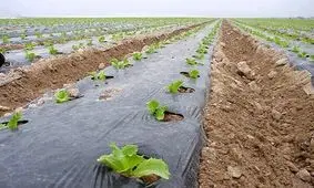 کشت زیر نایلونی در اردبیل تا ۶۰ درصد کاهش یافته است