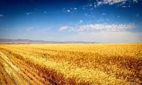 راهبرد افزایش قیمت خرید تضمینی گندم مشوق تولید پایدار