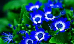 همه‌چیز درباره گل‌های آبی رنگ زیبایی که شگفت‌زده‌تان می‌کنند/ تصاویر