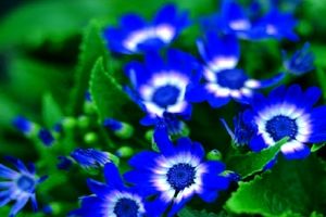 همه‌چیز درباره گل‌های آبی رنگ زیبایی که شگفت‌زده‌تان می‌کنند/ تصاویر