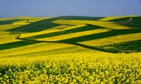 پیش‌بینی برداشت 250 تن کلزا در نمین