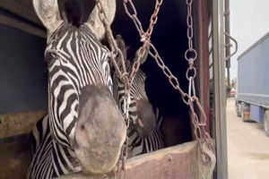 مرگ گورخر آفریقایی در باغ‌وحش صفادشت/ ویدئو