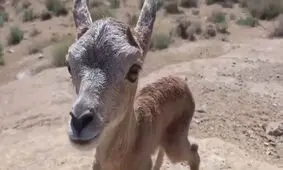 لحظه شیرین رسیدن بره میش دزدیده شده به مادرش/ ویدئو