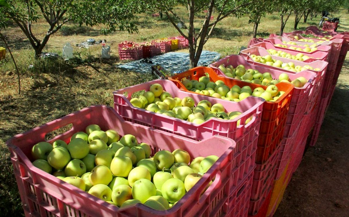 سیب های درختی روی دست باغداران باد کرد