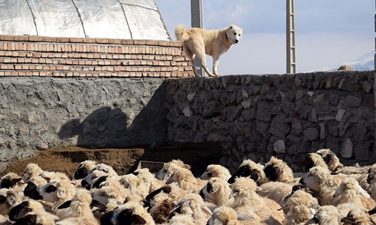 سیلاب گناباد ۴۰۰ رأس گوسفند را تلف کرد