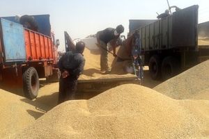 تعاون روستایی جنوب کرمان ۴۵۰۰ تن گندم کشاورزان را خرید