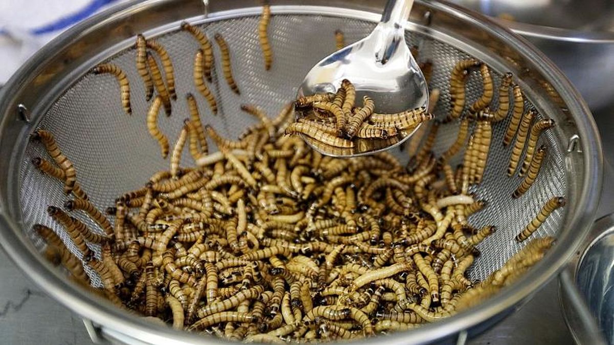 کرمهای خوراکی در راه سوپرمارکتهای اروپایی
