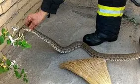 زنده گیری مار رویت شده در منزل مسکونی شهروندی در ملک شهر