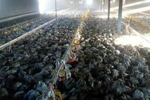 سوختن 3 هزار مرغ در مرغداری مشگین‌شهر