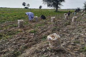 پیش‌بینی برداشت ۲ هزار و ۸۰۰ تن سیب‌زمینی در کازرون