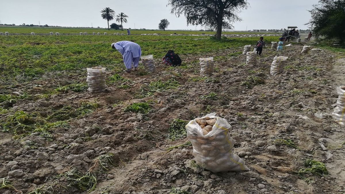 پیش‌بینی برداشت ۲ هزار و ۸۰۰ تن سیب‌زمینی در کازرون
