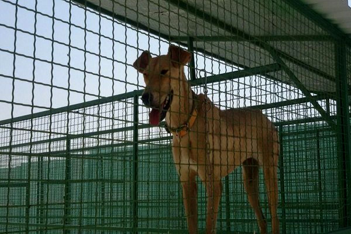 ۷ پناهگاه سگ در اصفهان مجوز فعالیت ندارد