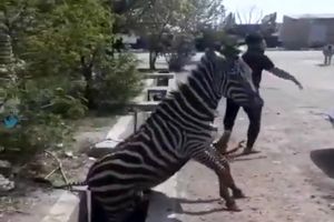 ورود هرگونه حیات وحش به باغ وحش صفا دشت ممنوع شد/ ویدئو