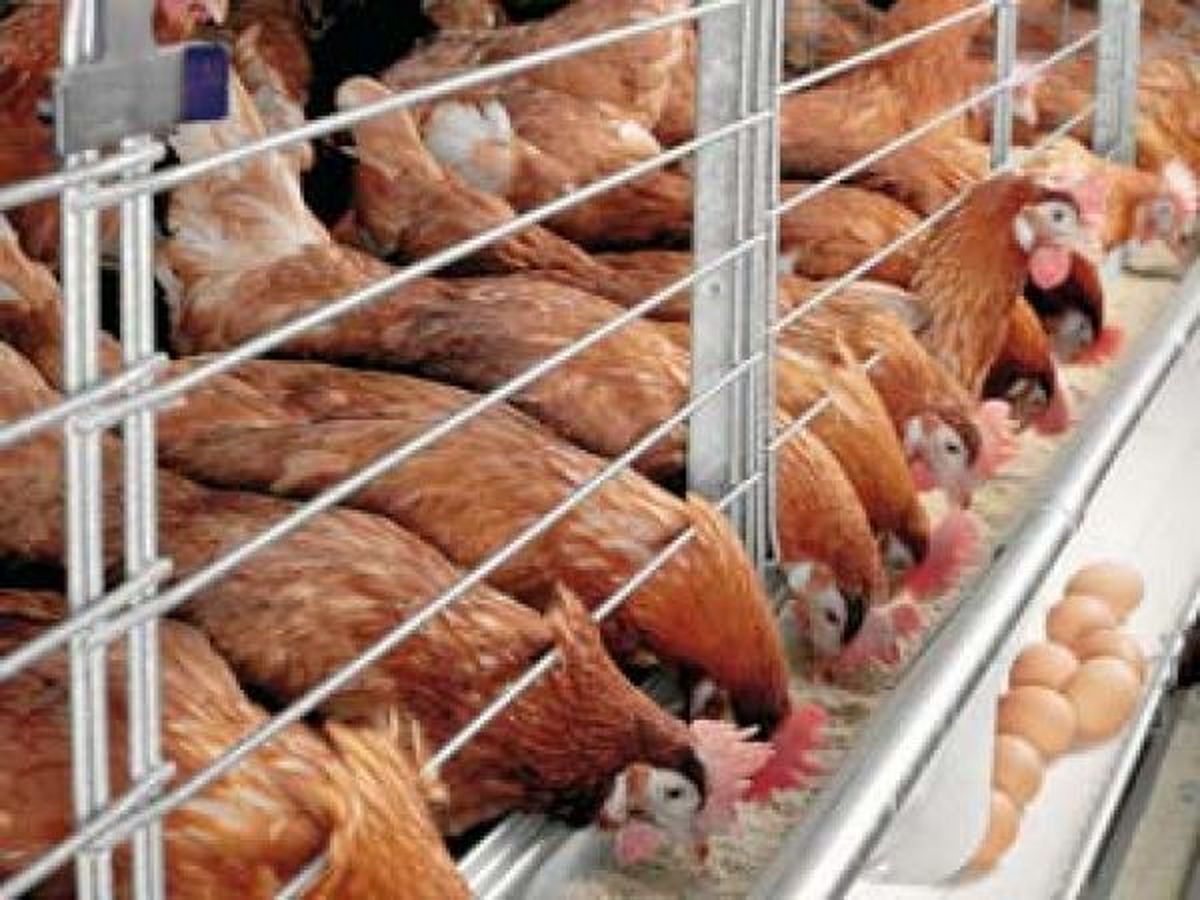 پرواز مرغ بر فراز ۸۵۰۰ تومان / کاهش تولید ناشی از گرمای شدید هوا