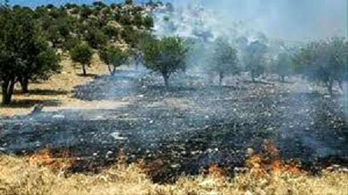 آتش‌سوزی مراتع کوه "دلا" تقریبا مهار شده است
