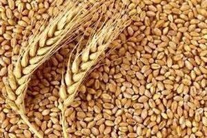 صادرات گندم برای غیردولتی ها ممنوع است/ کمبود آرد کذب است