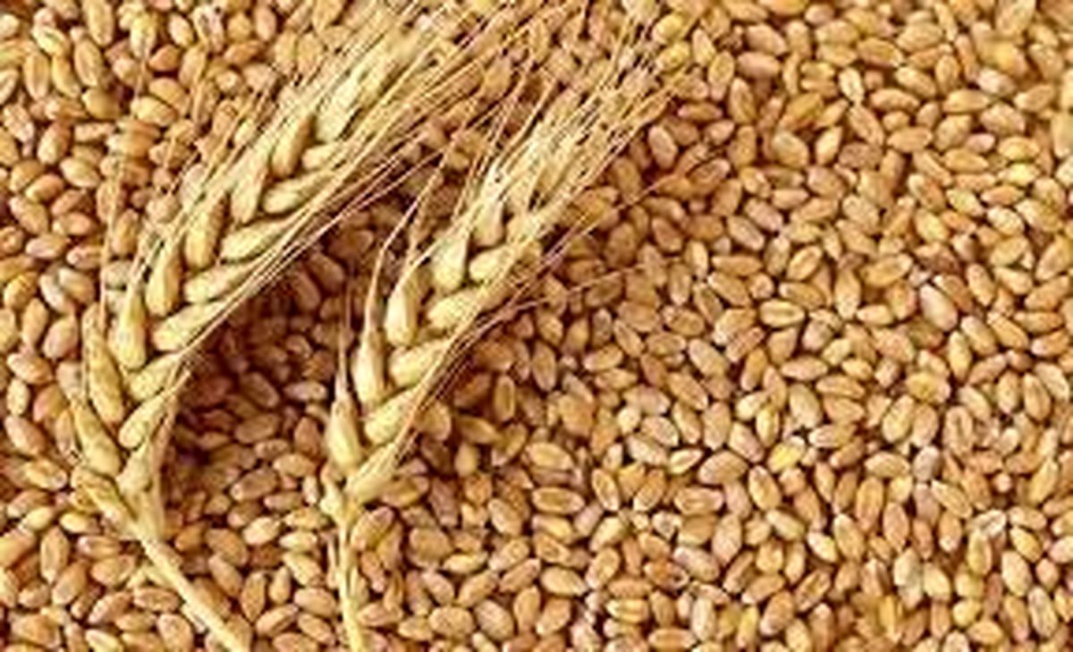 صادرات گندم برای غیردولتی ها ممنوع است/ کمبود آرد کذب است