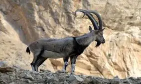 شکارچی حرفه‌ای قوچ وحشی در جیرفت دستگیر شد